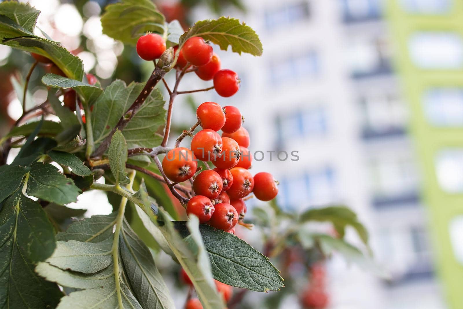 Red rowan berries with green leaves close up
