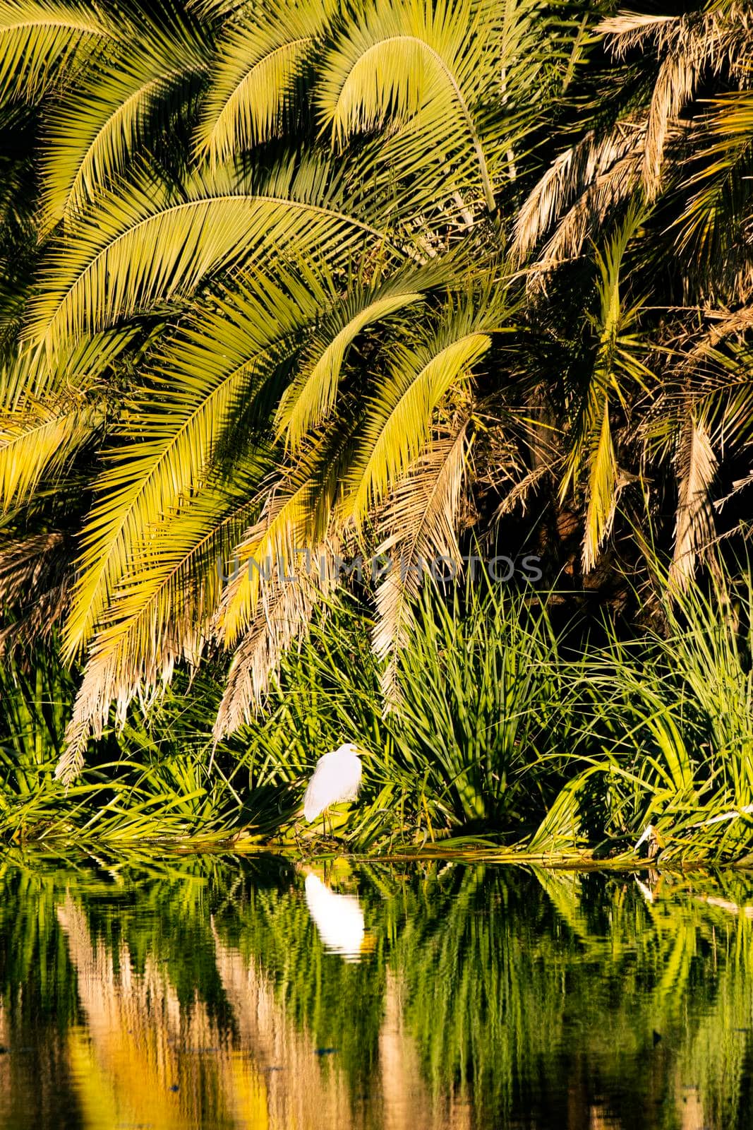 Bright white bird stands alone on an island surrounded by beautiful green and yellow palm tree leaves, with a contrasting reflection in the water of a lake. Centennial Park, Sydney, Australia