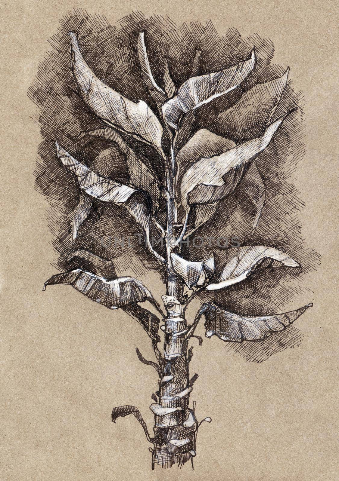 Artistic sketch of home plant - ink and pencil drawing on craft paper