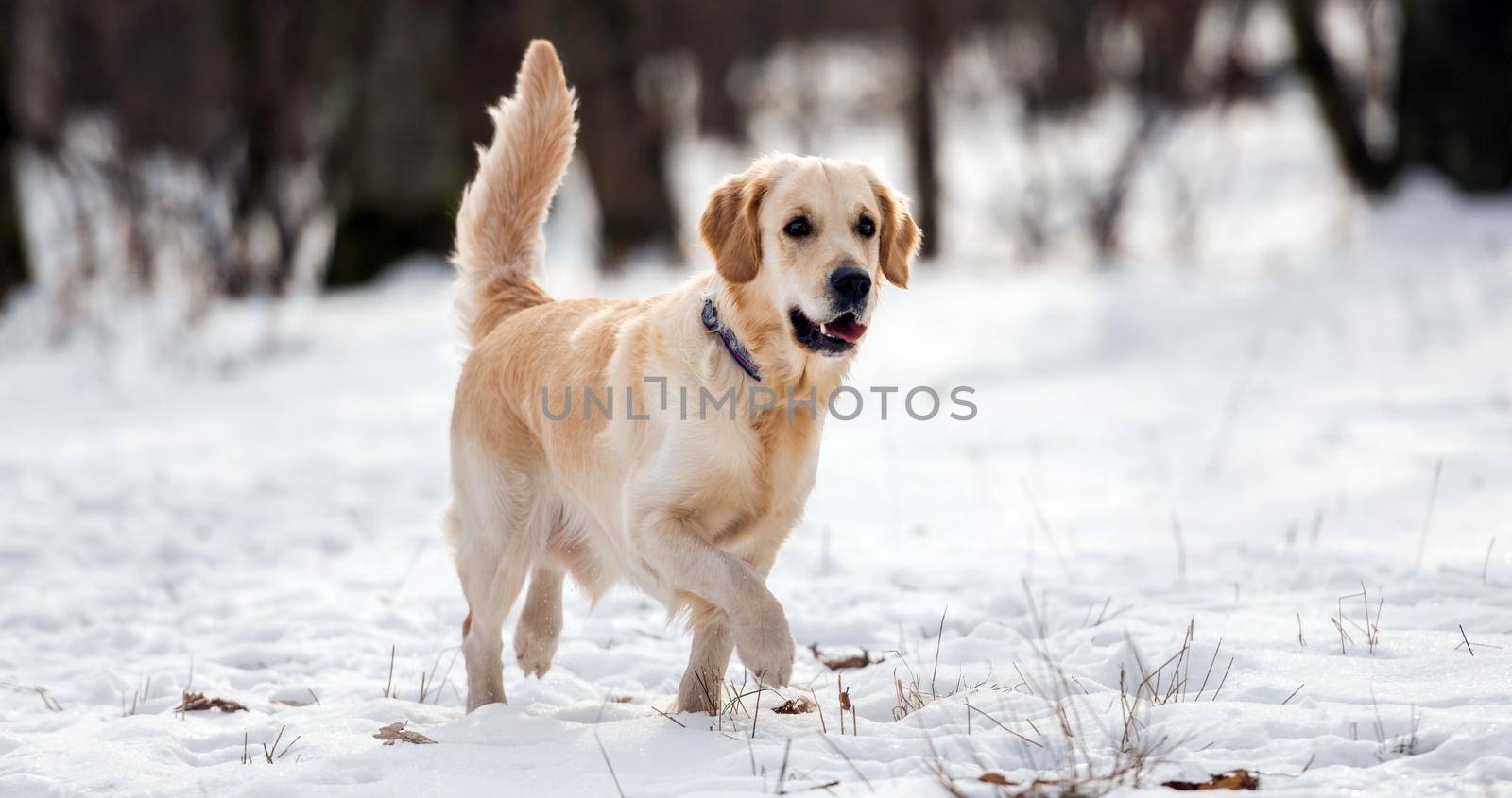 Golden retriever dog in wintertime by GekaSkr