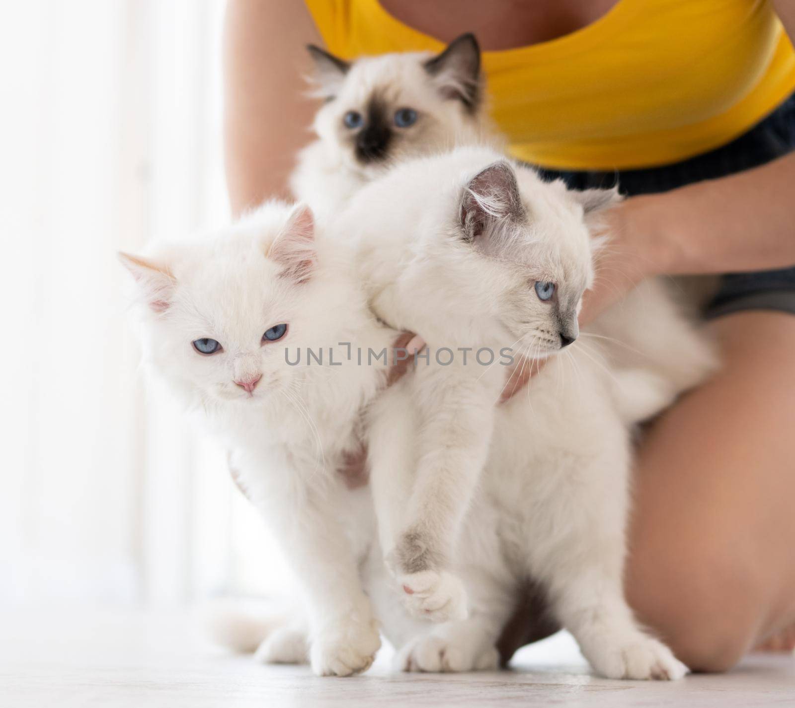 Girl owner holding ragdoll kittens on floor in room with white background. Young woman sitting with domestic purebred kitty pets with beautiful blue eyes