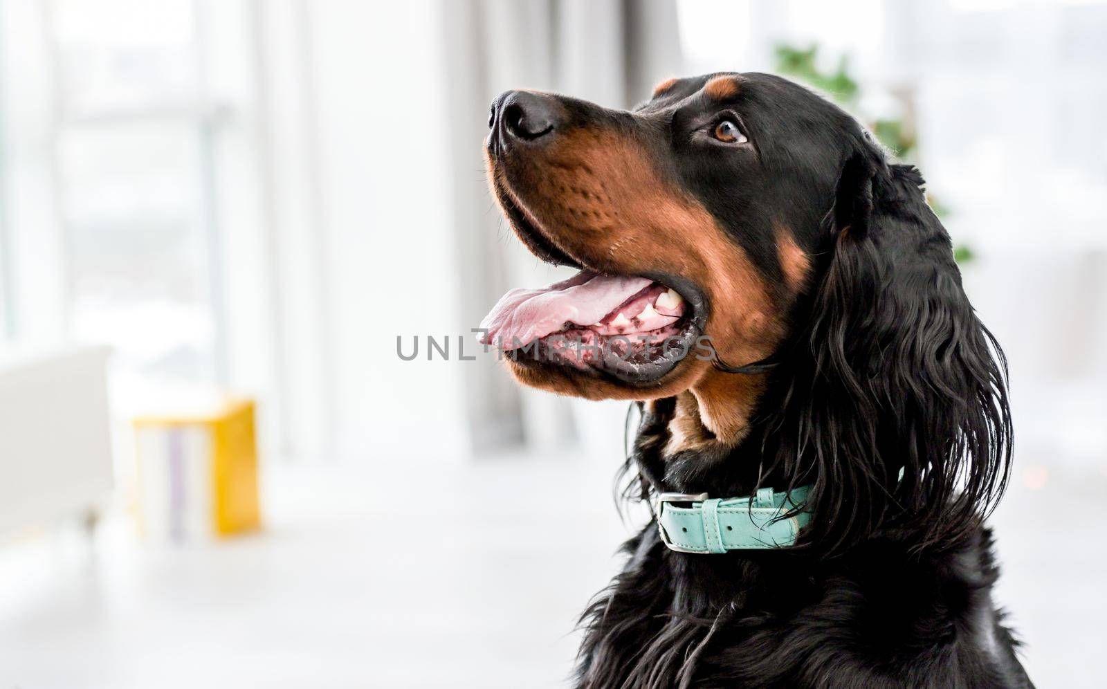 Cute setter dog in light room at home closeup portrait. Doggy pet with mouth open