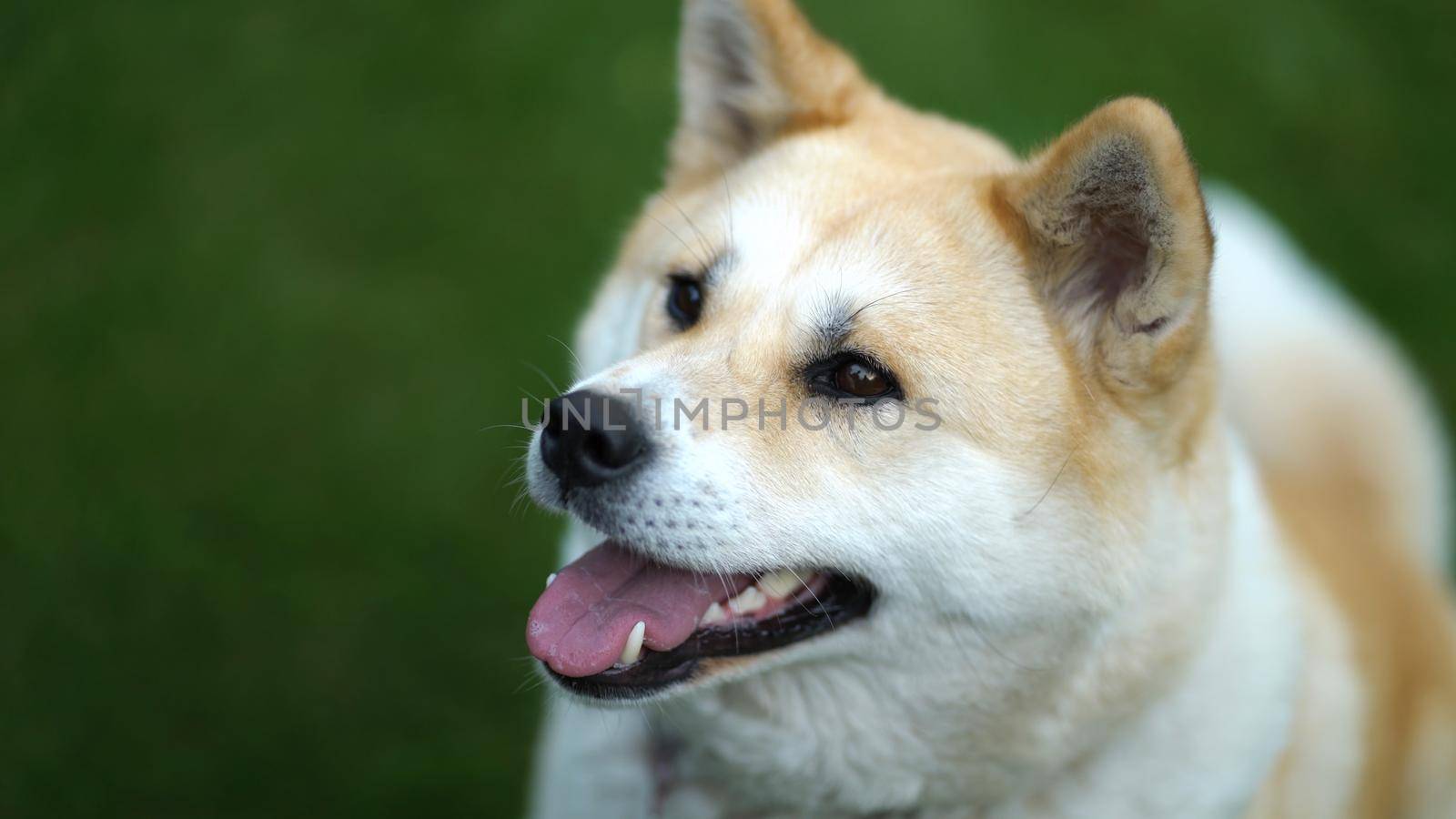Muzzle of an Akita Inu dog close-up on a background of a green lawn. The dog sticks out its tongue and breathes through an open mouth. by Petrokill