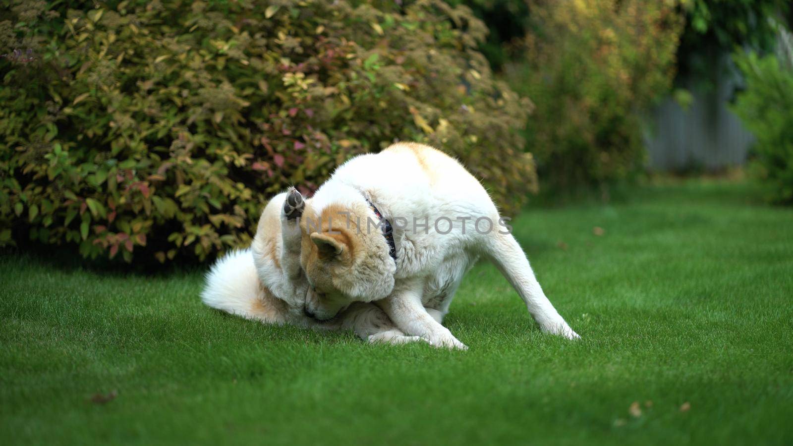 Akita inu resting on the lawn in the yard by Petrokill