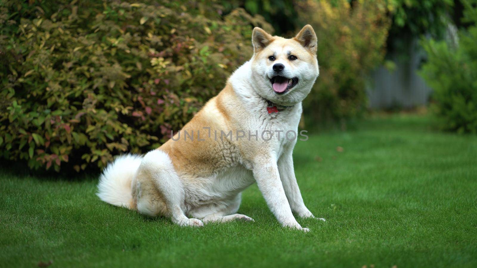 Akita inu sits on a green lawn and twists his head by Petrokill