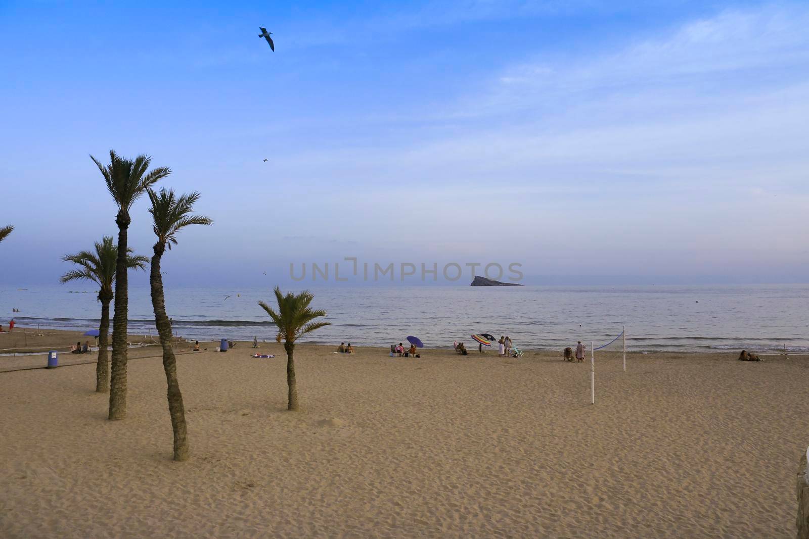 Benidorm, Alicante, Spain- September 11, 2022: Poniente beach with its beautiful California palm trees. L'illa island in the background