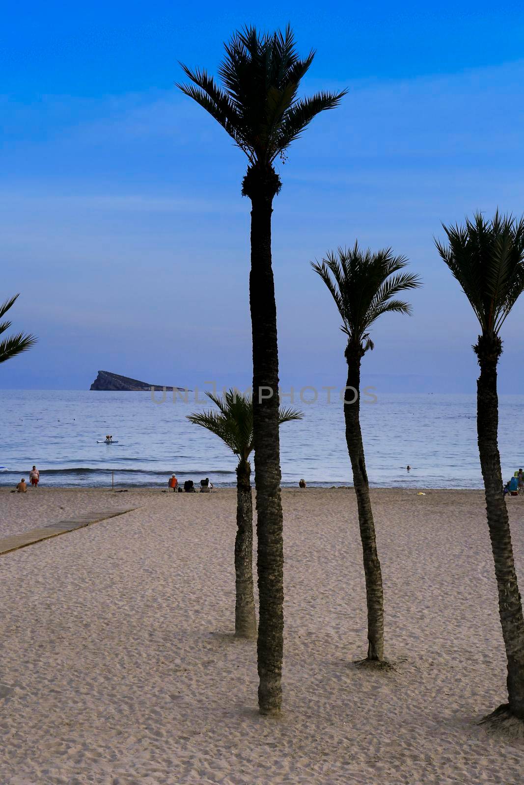 Beautiful Poniente beach with palm trees in Benidorm by soniabonet