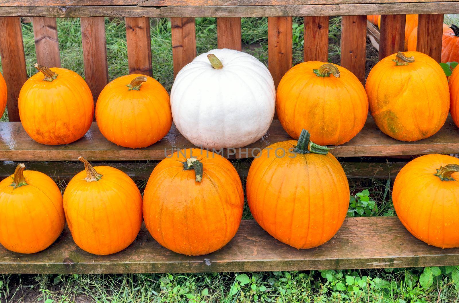 Ripe pumpking laying on wooden shelves, wet under the rain.