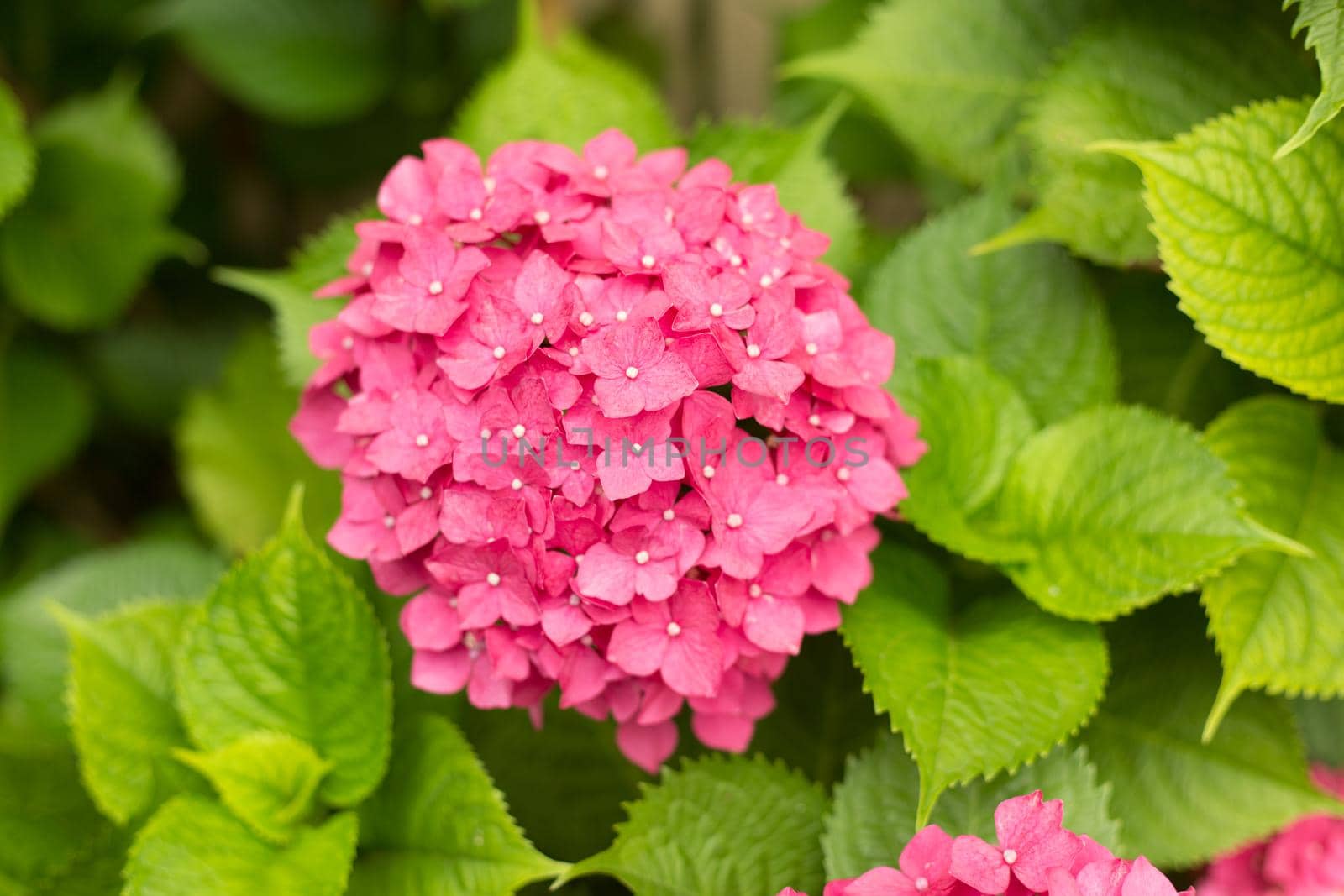 Close Up Light Pink Hortensia Fresh Flowers Blur Background