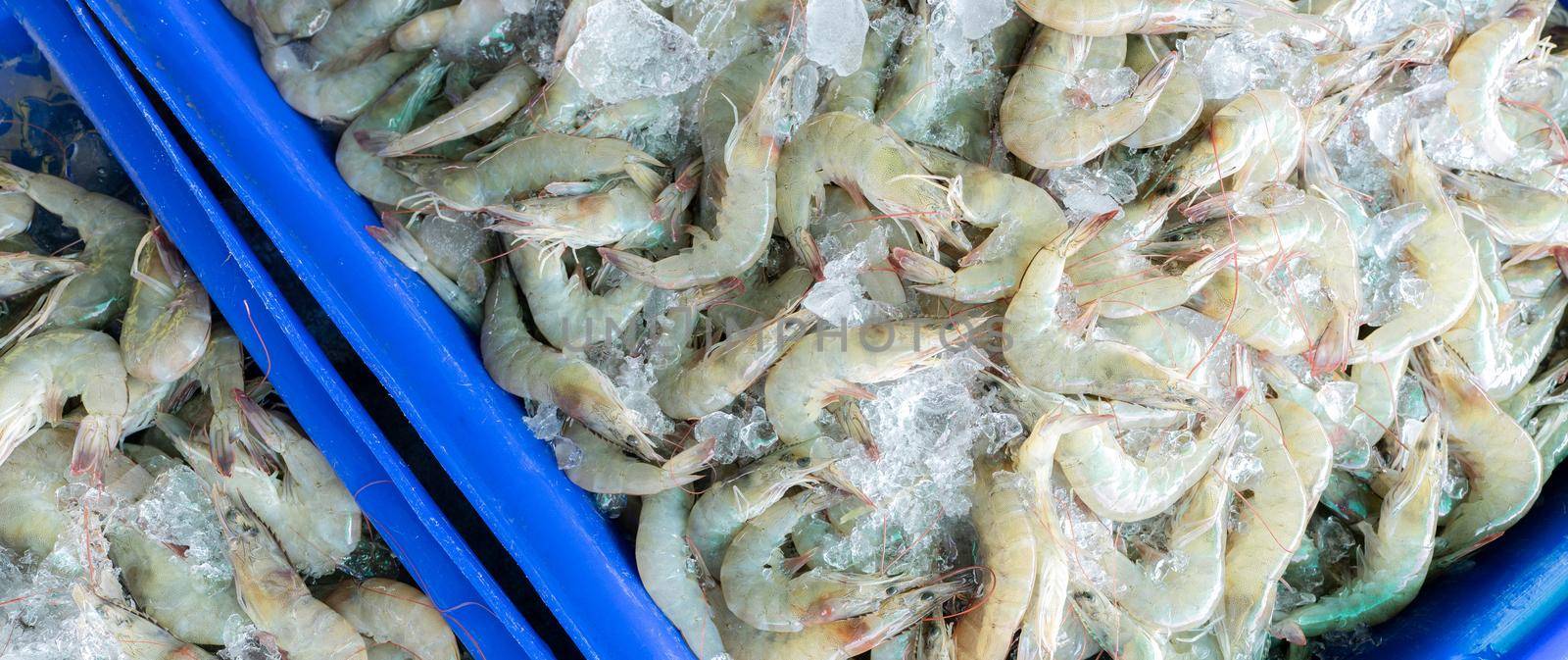 Fresh white shrimps on crushed ice for sale in market. Raw prawns for cooking in seafood restaurant. Sea food industry. Shellfish animal. Shrimp market. Uncooked prawn. Shrimp for frozen food factory. by Fahroni