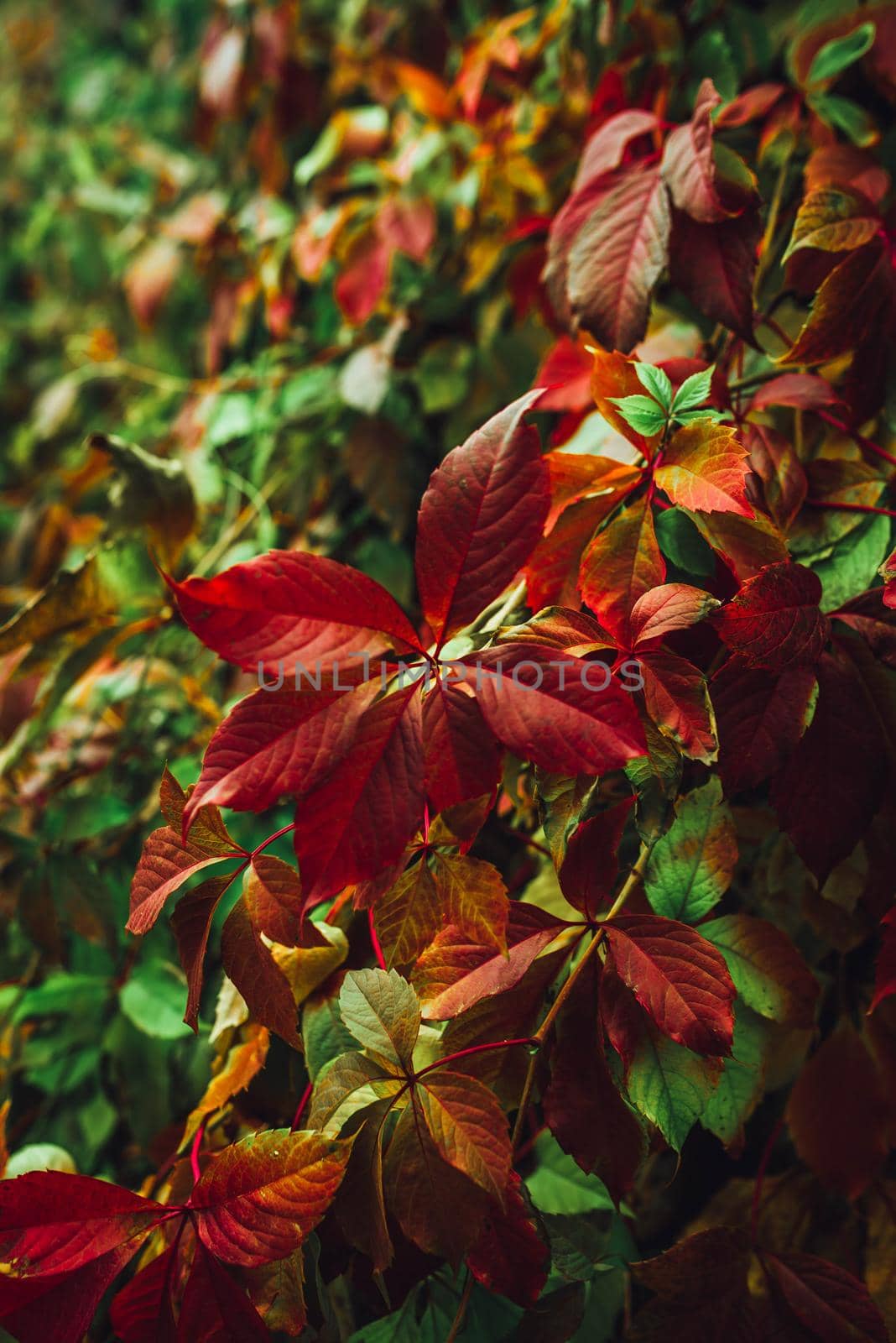 Colorful nature backgrounds with autumn leaves. Nature background mixed colors by Hitachin