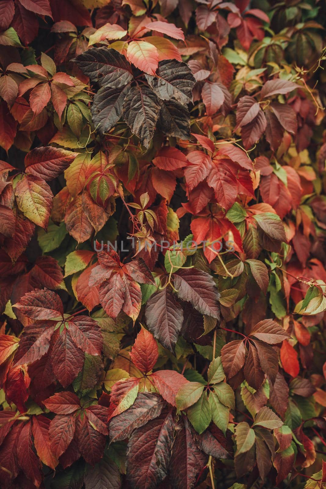 Colorful nature backgrounds with autumn leaves. Nature background mixed colors. Red autumn leaves mixed with green
