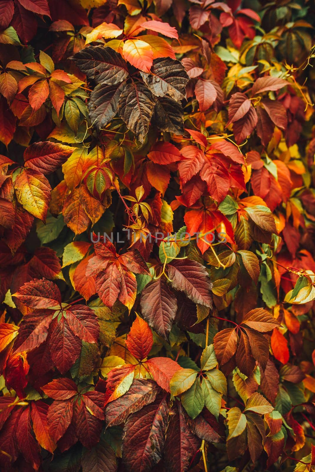 Colorful nature backgrounds with autumn leaves. Nature background mixed colors by Hitachin