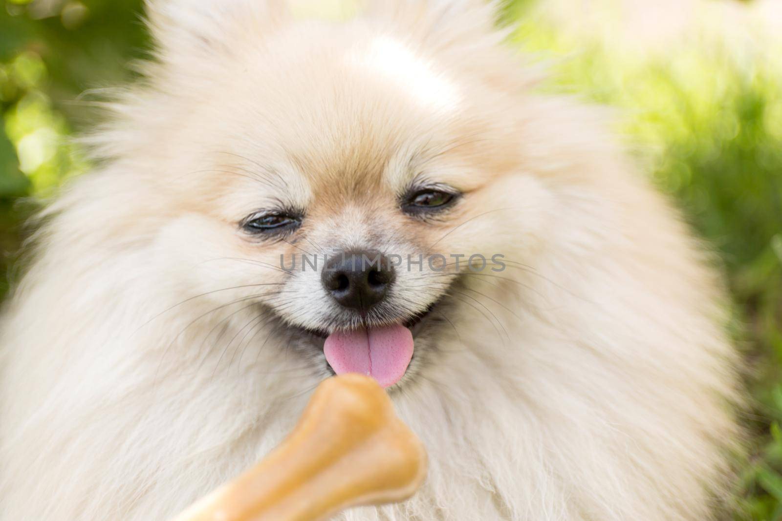 Treats for animals. Picky dog refuses to eat. Bone on blur background