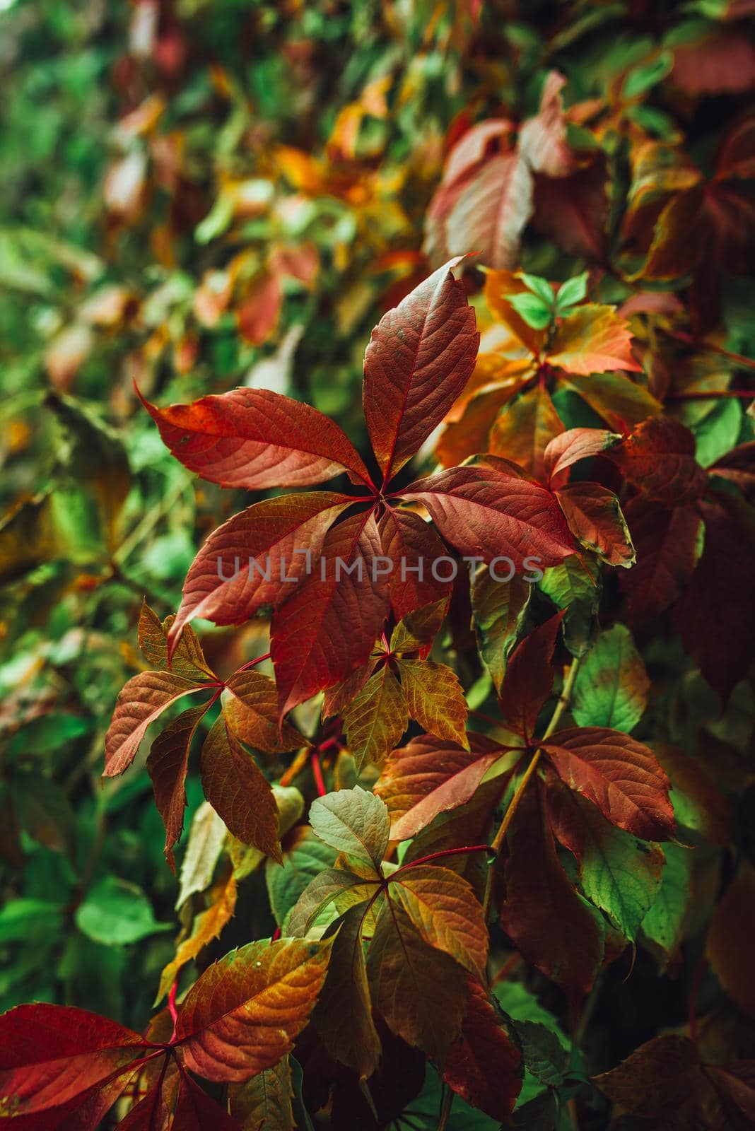 Colorful nature backgrounds with autumn leaves. Nature background mixed colors. Red autumn leaves mixed with green