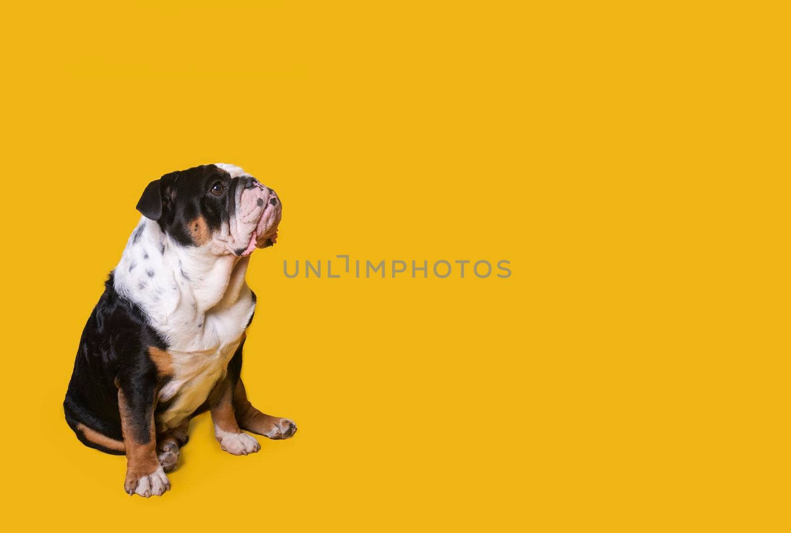 Black tri-color english british bulldog sitting on yellow background Space for text high-quality photos for calendar and cards by Iryna_Melnyk