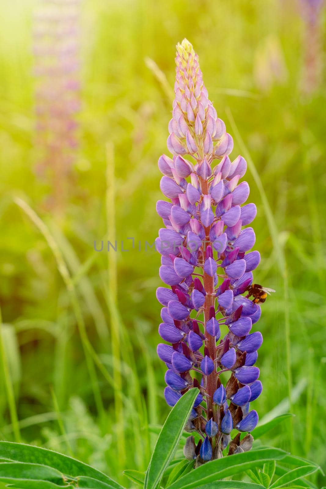 Purple Lupines with bumblebee in the sun rays on the green grass on a sunny day