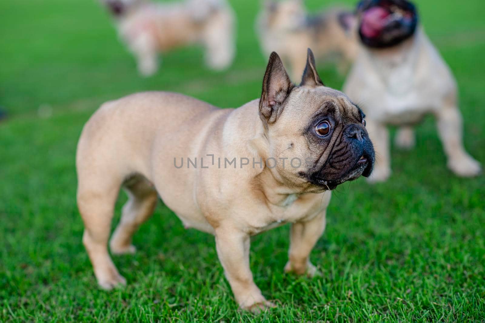 French Bulldog out for a walk on the green grass in sunny warm day