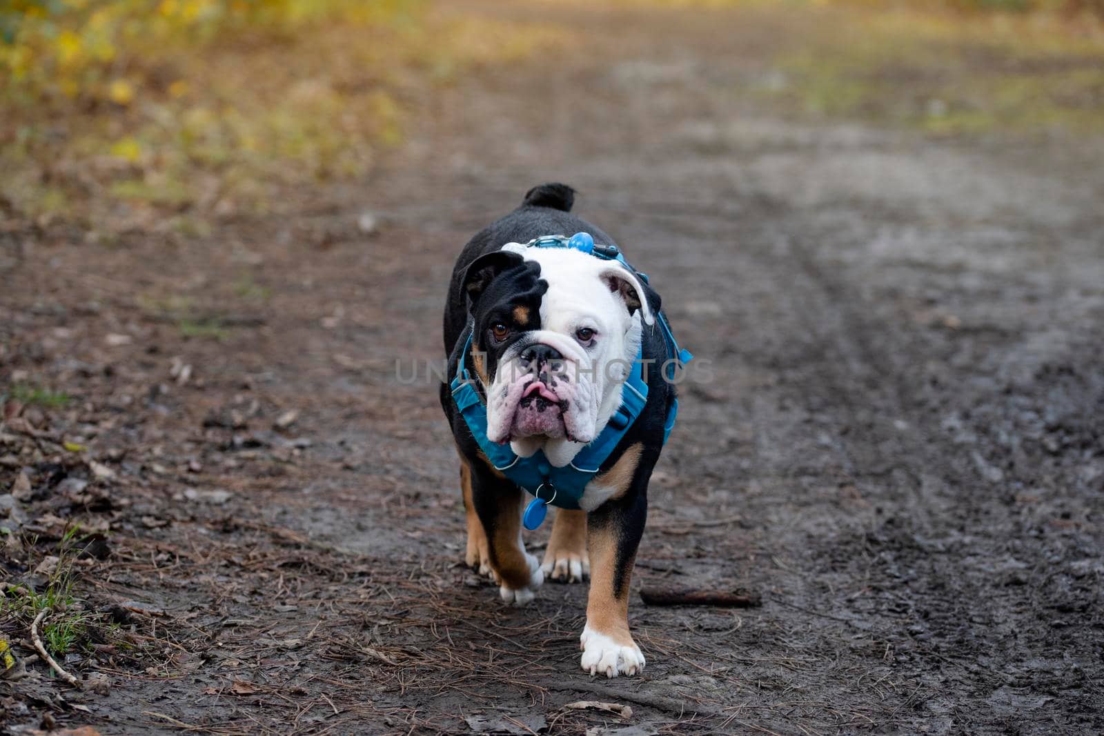 Black tri-color english british bulldog in blue harness walking on on a muddy road in the woods on autumn day by Iryna_Melnyk
