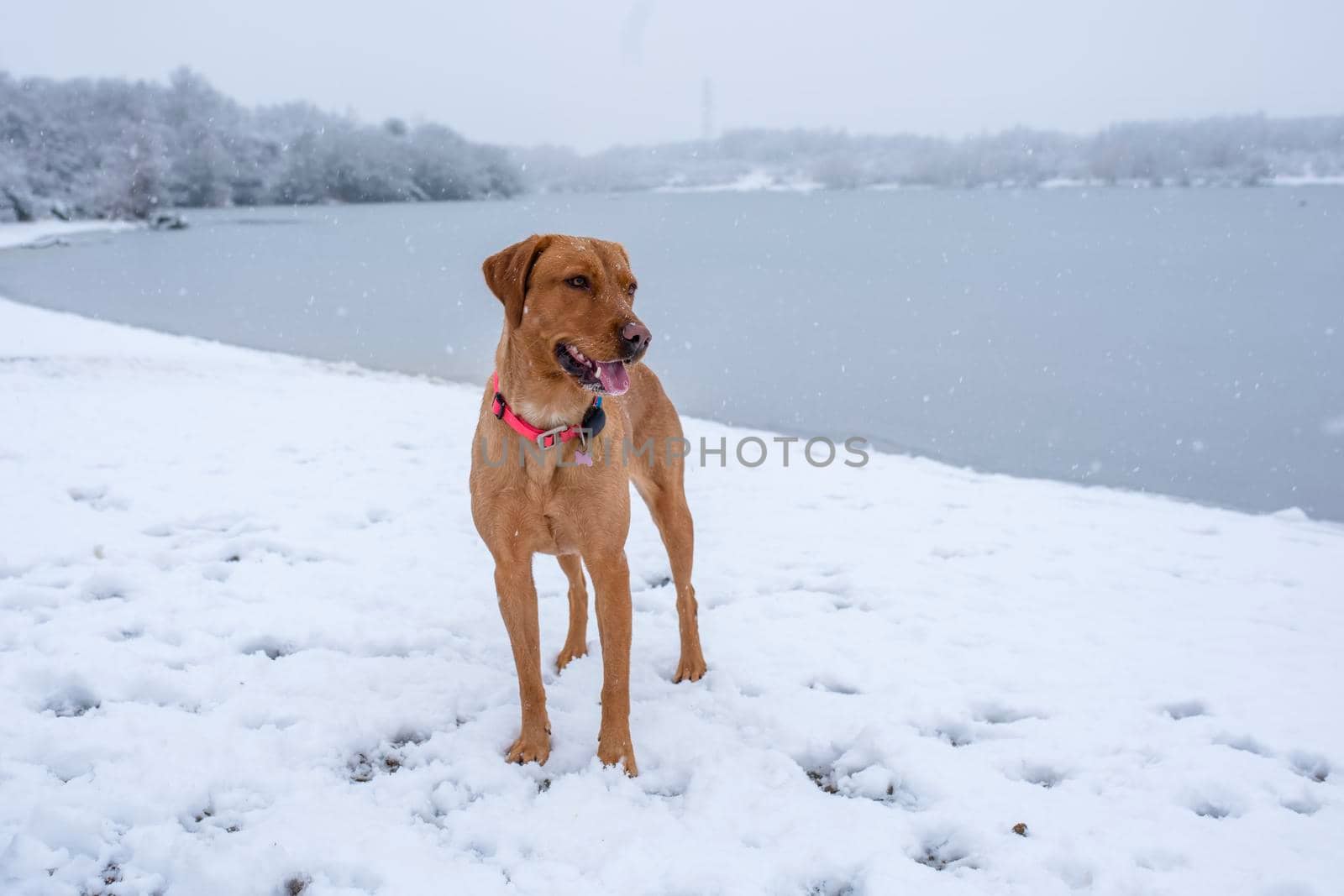 a cheerful funny dog plays on the shore of a lake in the snow on a snowy winter day by Iryna_Melnyk