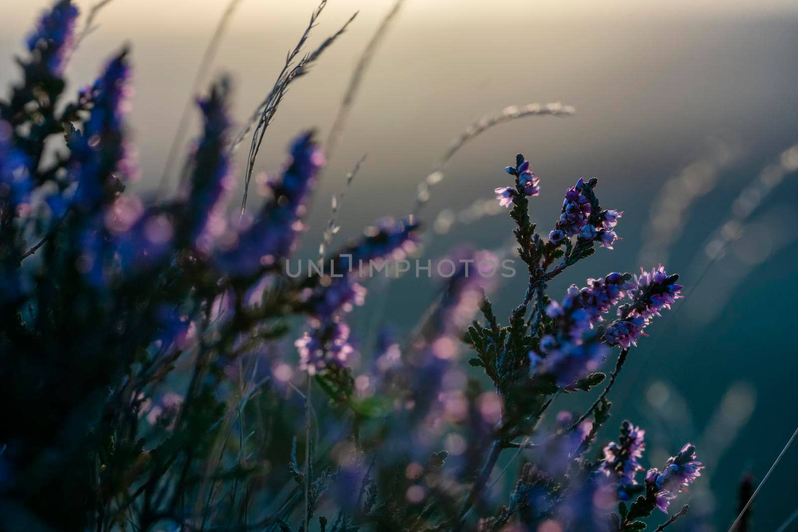 closeup of a flowering heather plant in yorkshire landscape at sunset by Iryna_Melnyk
