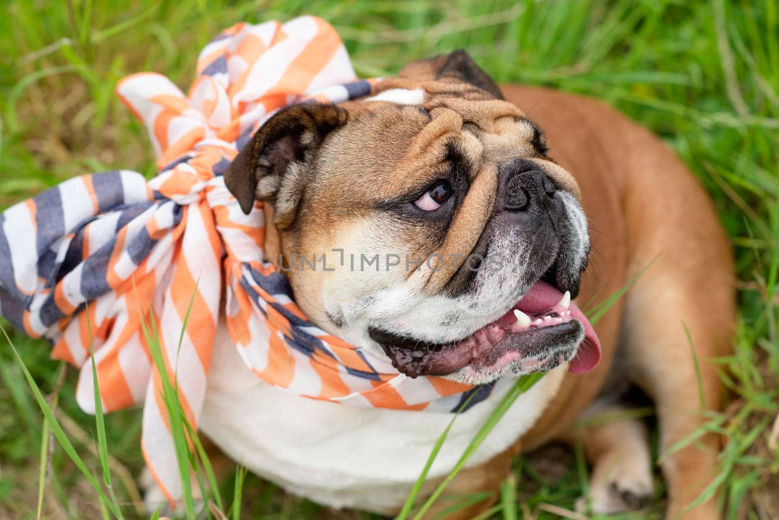 red english british bulldog in scarf sitting on the green grass on sunny warm spring day