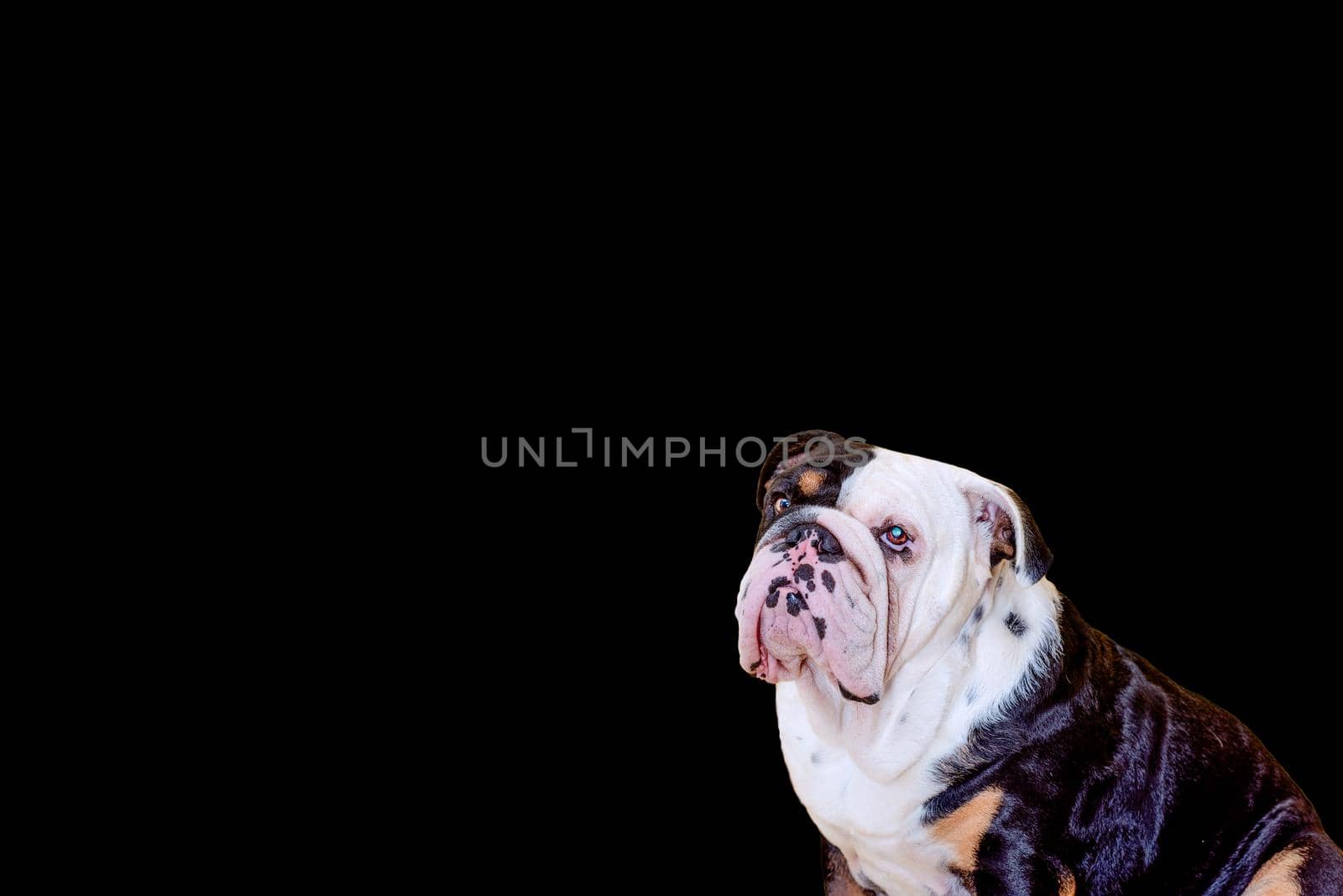 Black tri-color english british bulldog sitting on a black background Space for text