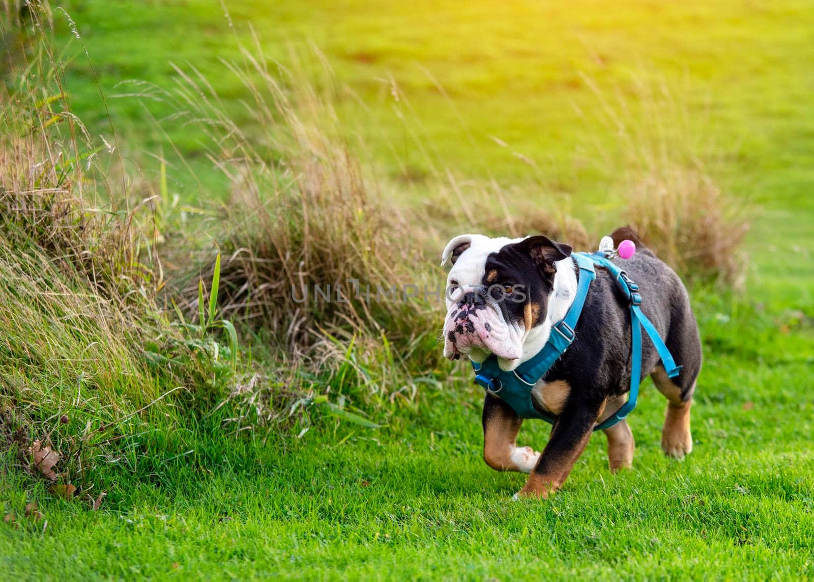 Black tri-color english british bulldog in blue harness running on the green grass on sunny warm spring day by Iryna_Melnyk