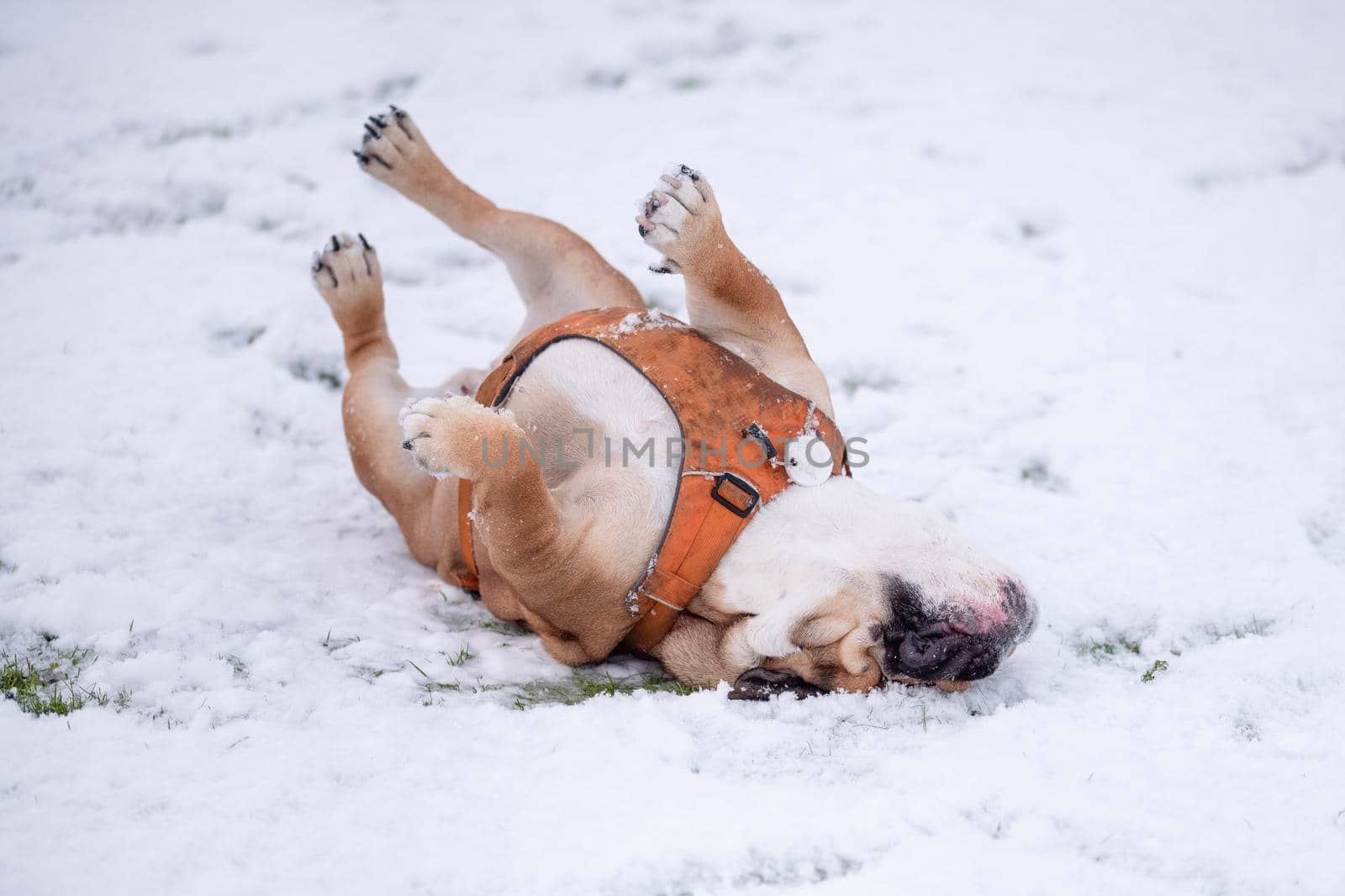 Red English British Bulldog in orange harness out for a walk standing on the snow in sunny day by Iryna_Melnyk