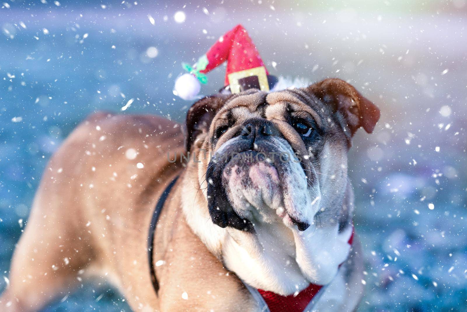 Closeup of portrait of Red English British Bulldogs in a christmas hat out for a walk