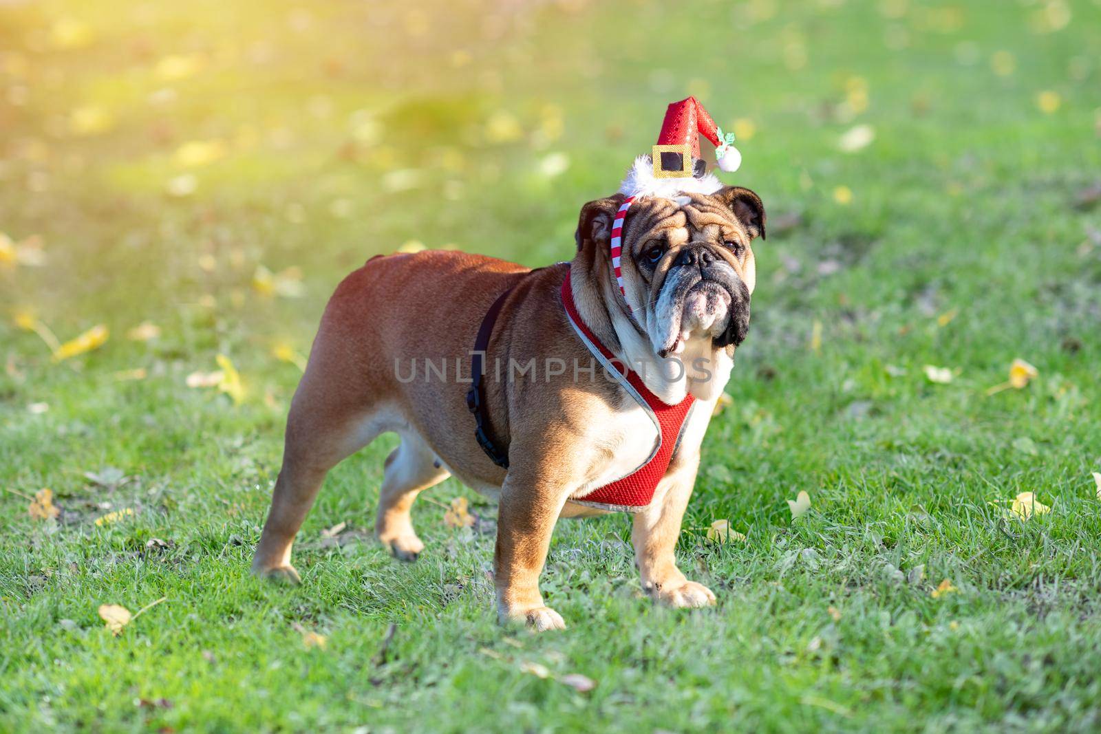 portrait of Red English British Bulldog in a christmas hat out for a walk by Iryna_Melnyk