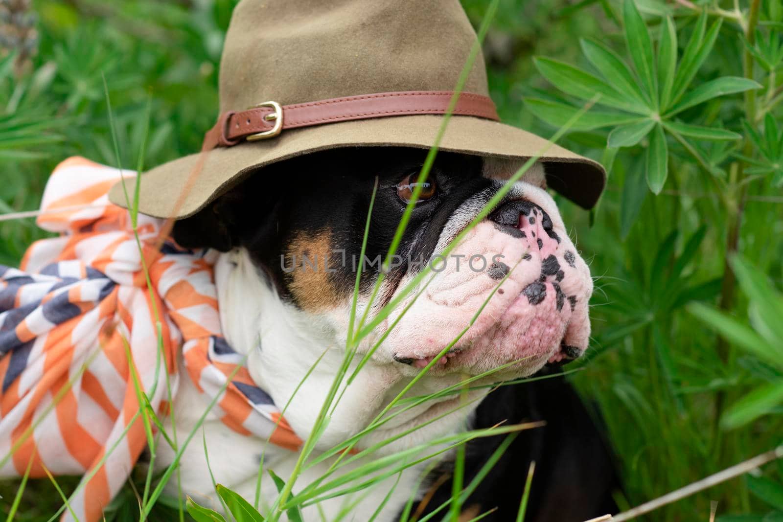 Sad Black tri-color english british bulldog in hat and scarf sitting on the green grass on sunny warm spring day