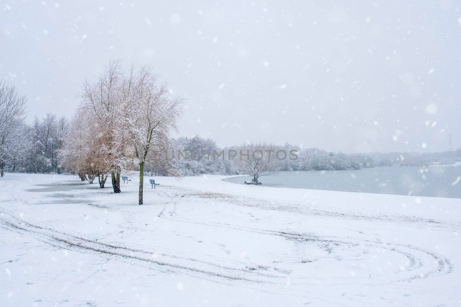 White big tree in park in winter. White snow landscape. by Iryna_Melnyk