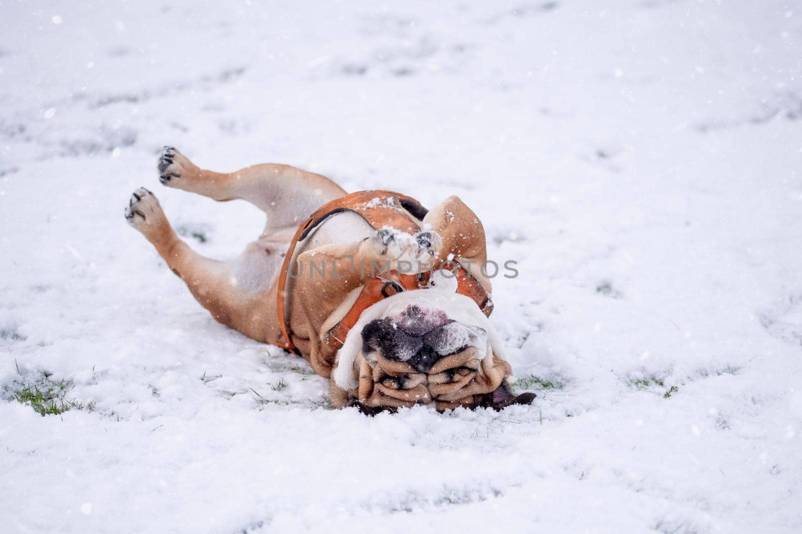 Funny Red English British Bulldog in orange harness out for a walk lying on the snow on a winter day by Iryna_Melnyk