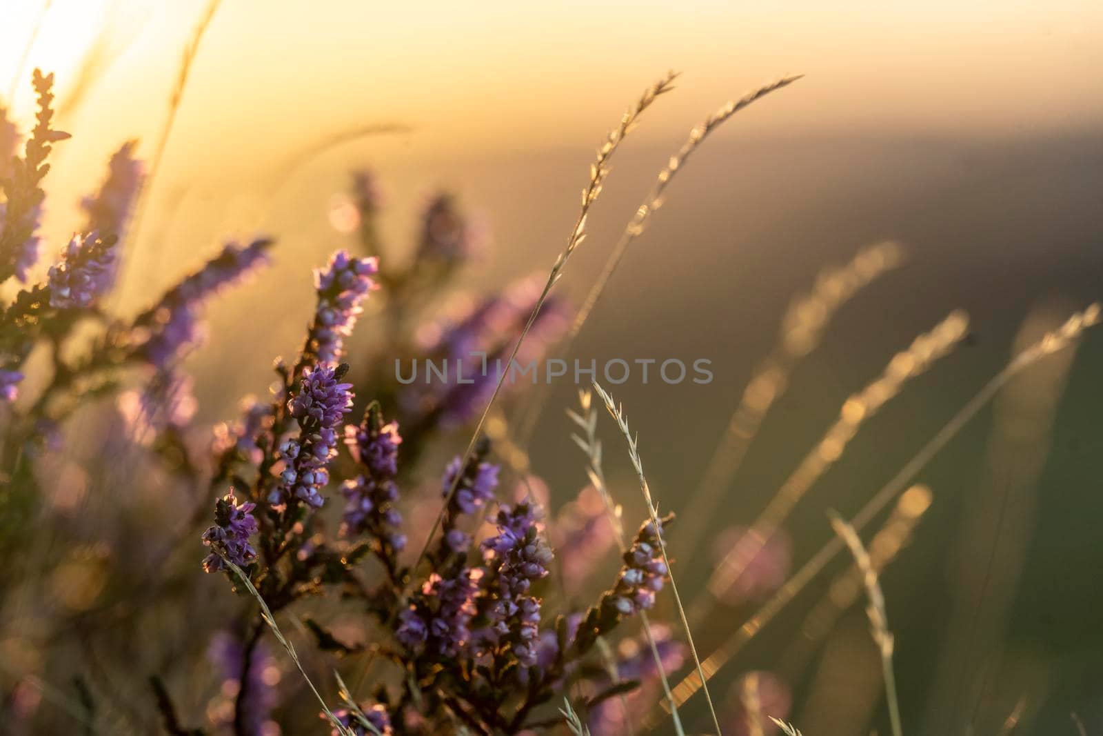 closeup of a flowering heather plant in yorkshire landscape at sunset by Iryna_Melnyk