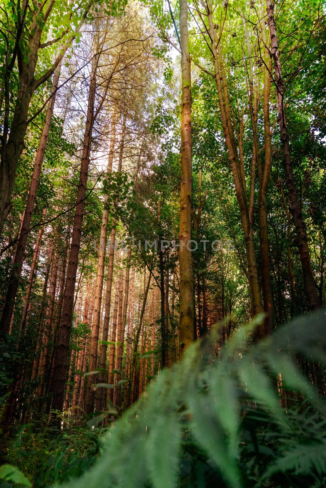tall pine trees in a forest in south Yorkshire by Iryna_Melnyk