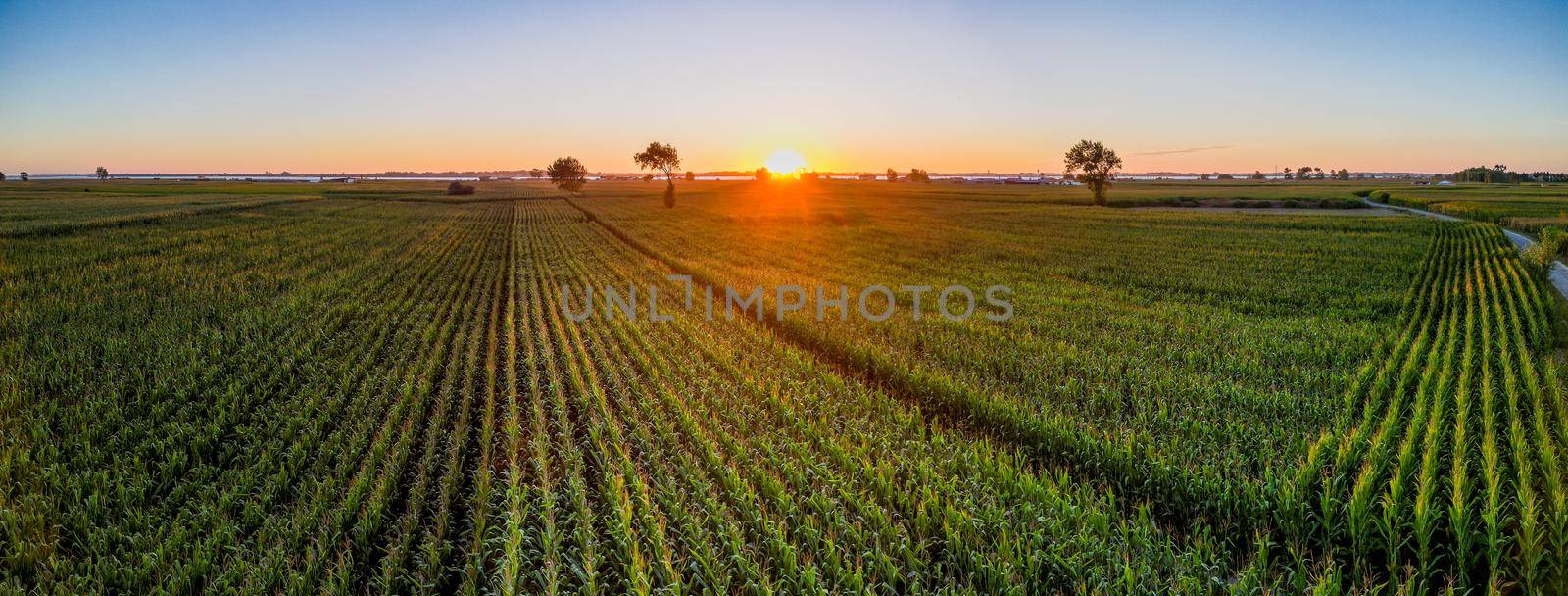 Aerial sunset view over the green cornfields by homydesign