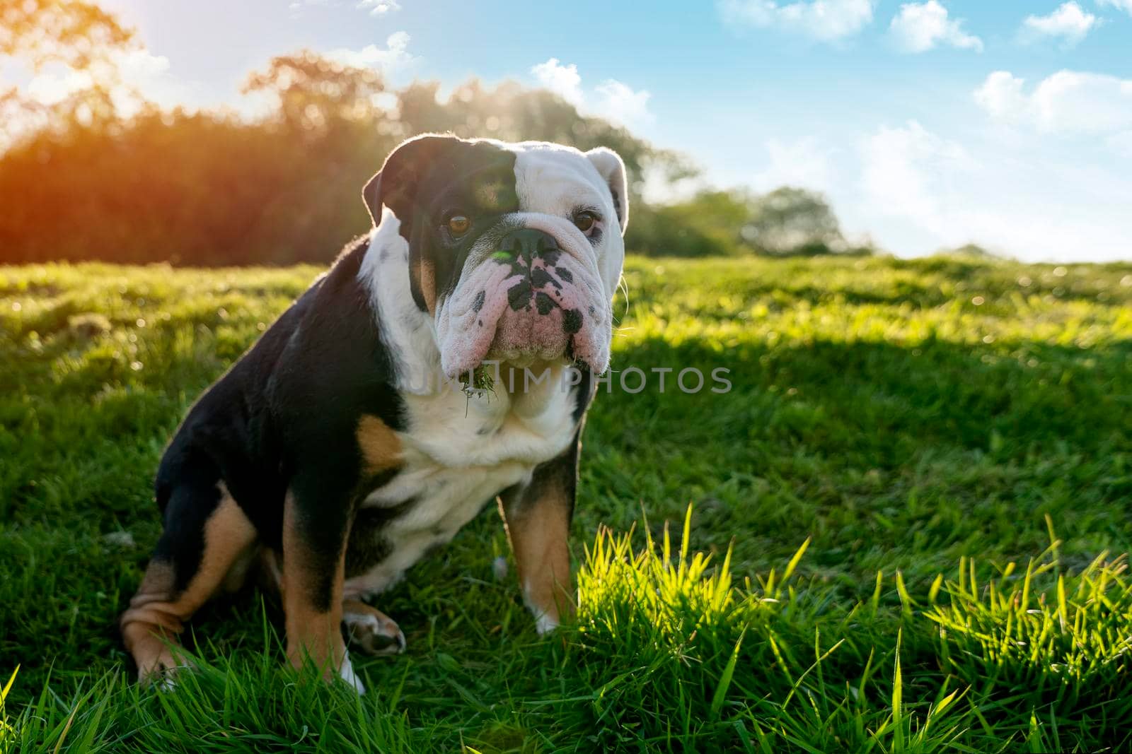 Black tri-color english british bulldog in blue harness running on the green grass on sunny warm spring day