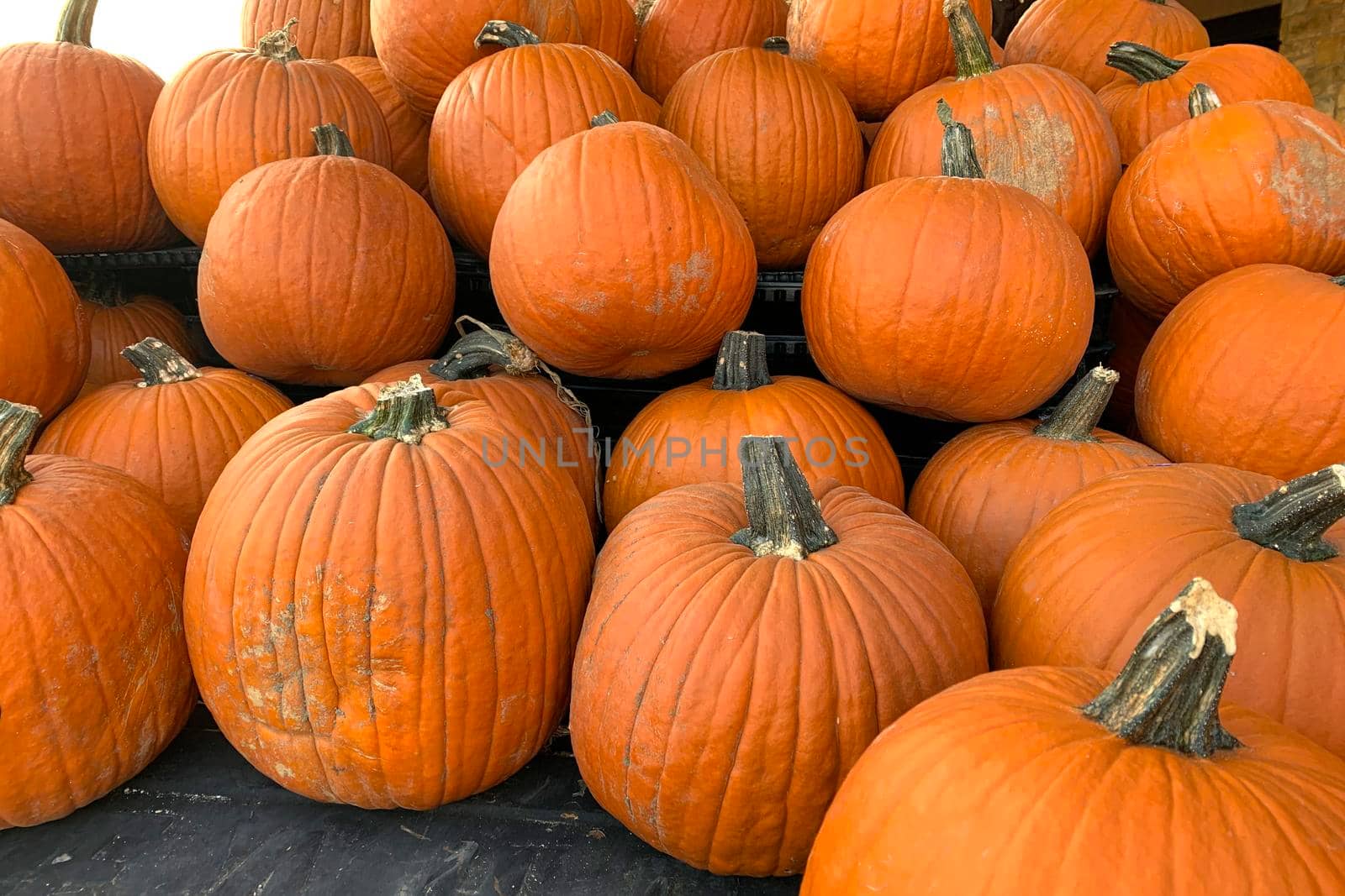 Collection of larg pumpkins. fresh orange pumpkins. autumn halloween pumpkins.