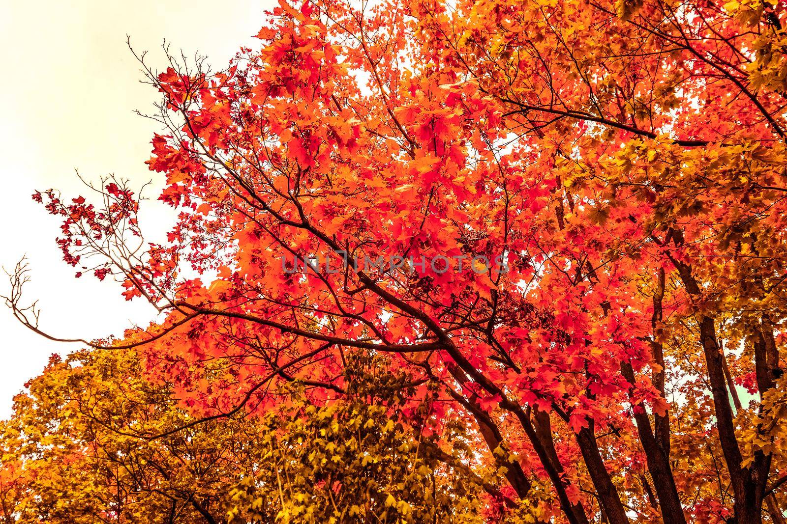 Beautiful autumn landscape background, vintage nature scene in fall season by Anneleven