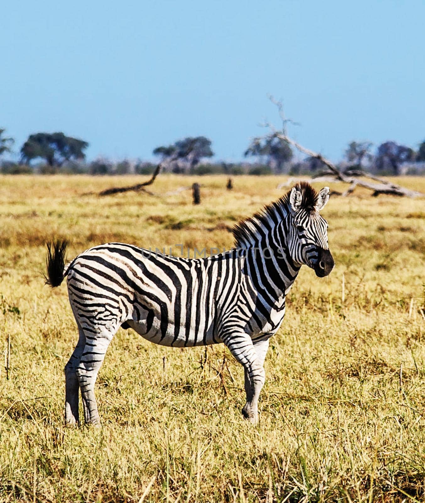 Best wildlife destinations in the world by TravelSync27