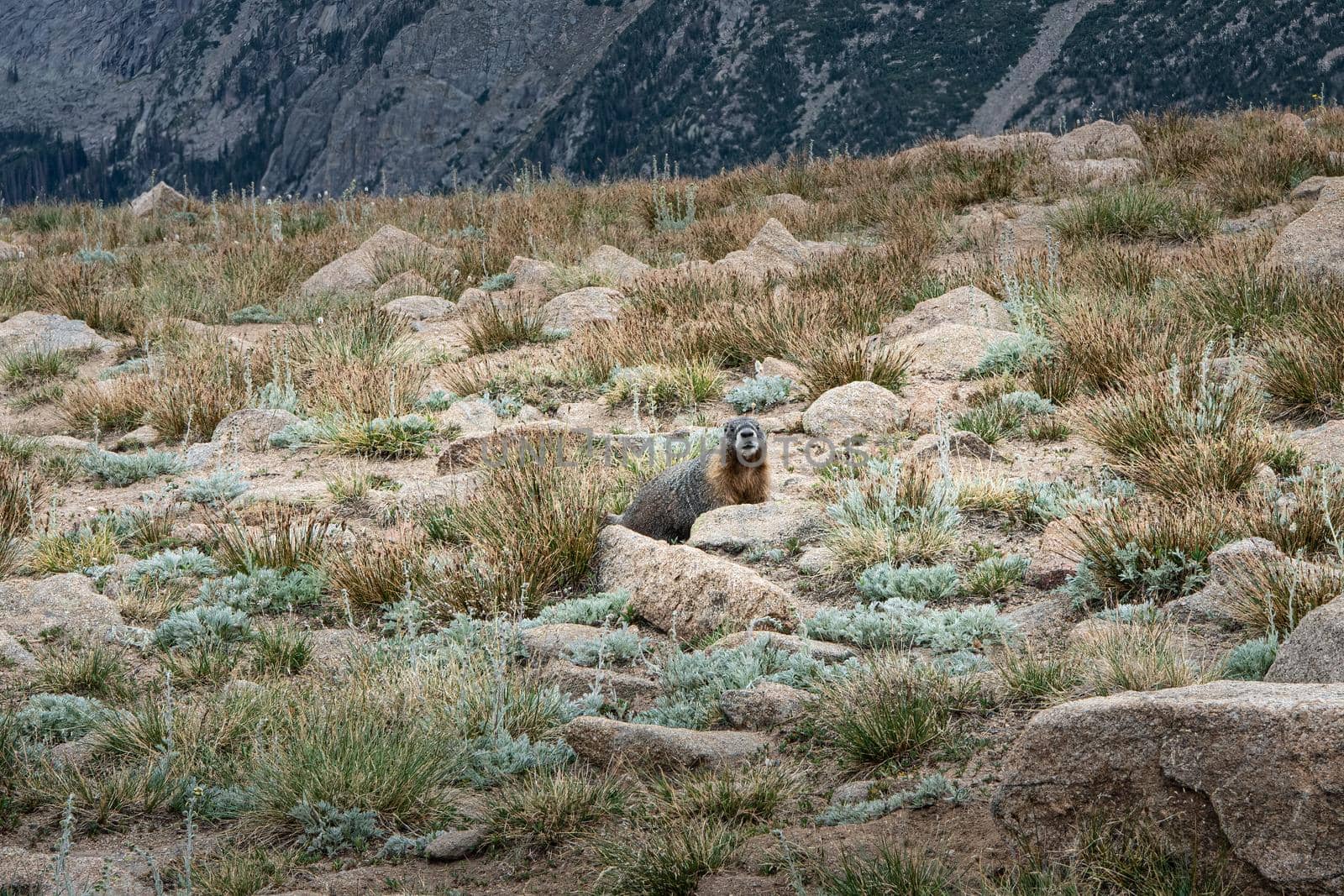 A Marmot in High Country by lisaldw