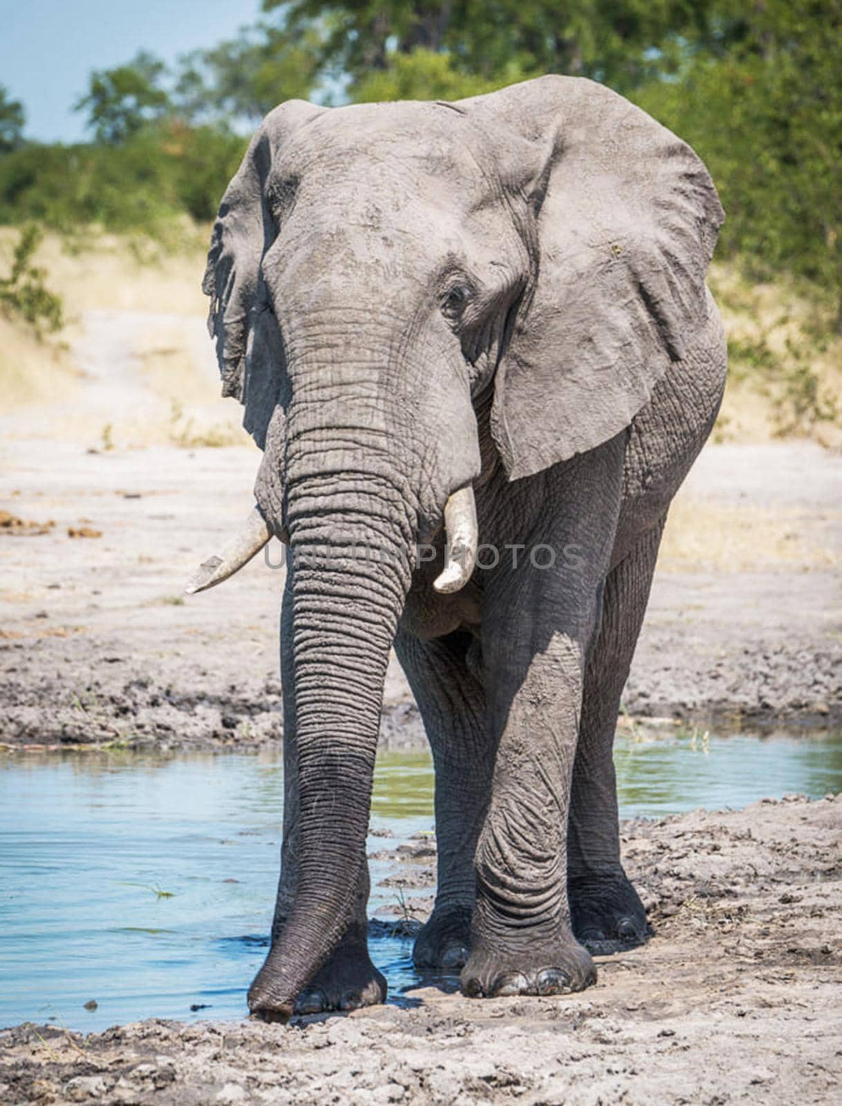 Wildlife photography is a genre of photography concerned with documenting various forms of wildlife in their natural habitat.