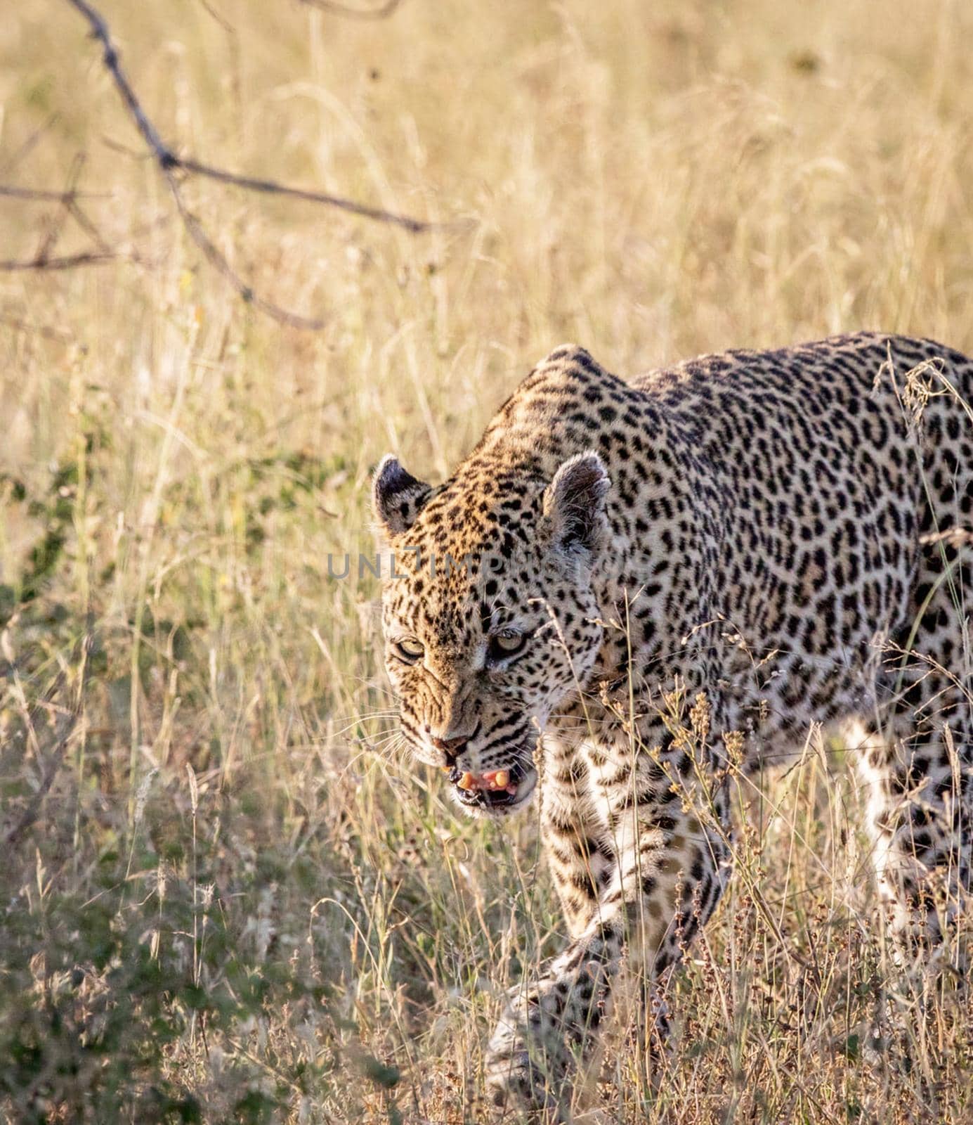 Wildlife photography is a genre of photography concerned with documenting various forms of wildlife in their natural habitat.