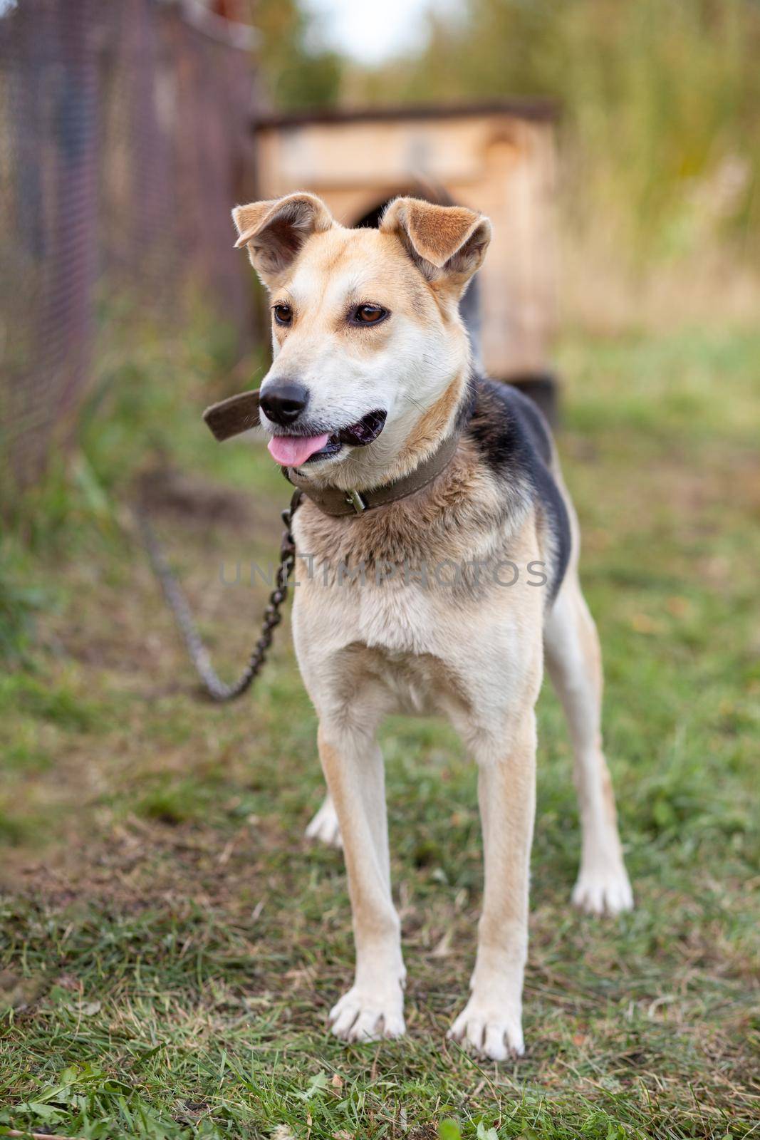 A cheerful big dog with a chain tongue sticking out. Portrait of a dog on a chain that guards the house close-up. A happy pet with its mouth open. Simple dog house in the background