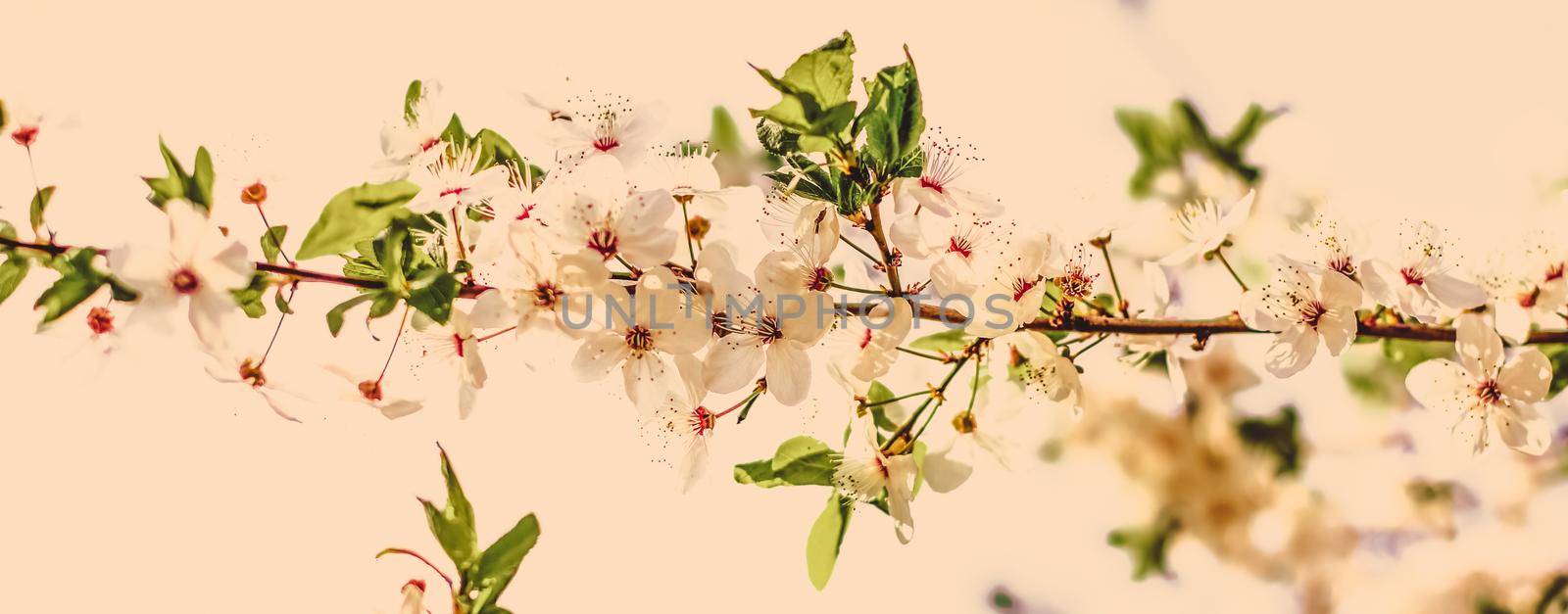Vintage cherry flowers in bloom at sunrise as nature background for spring holiday design, floral dream garden by Anneleven
