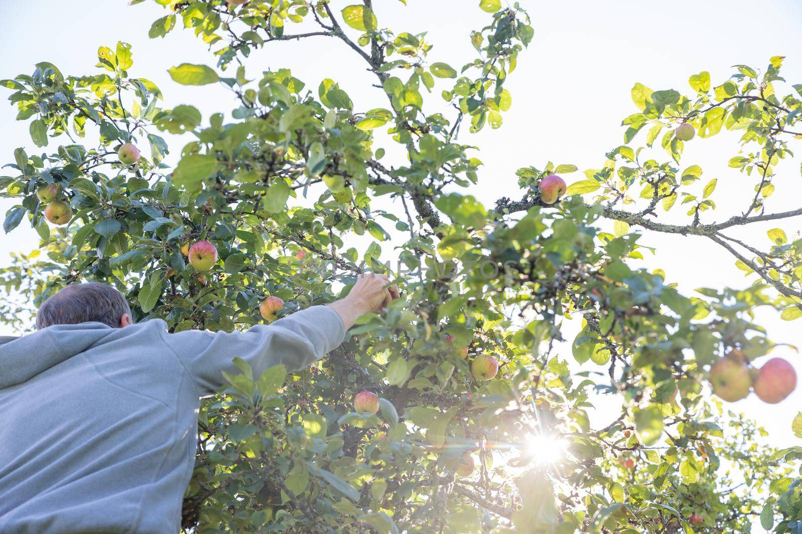 A man's hand holds an apple, ready to pluck under an apple tree into a basket