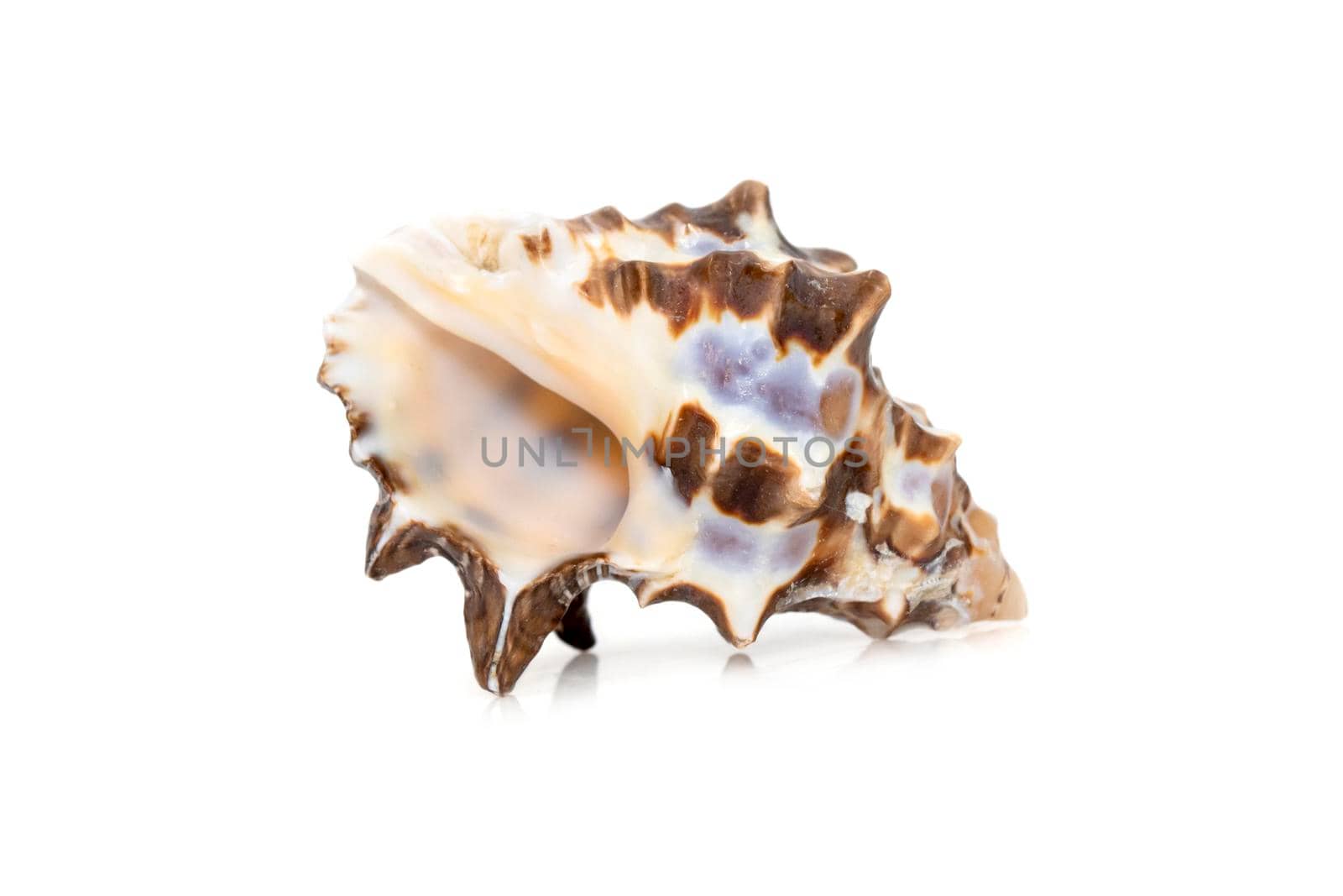 Image of reishia bitubercularis sea shells, common names bituberculate rock shell, bituberculate rock snail, chestnut rock shell isolated on white background. Sea snail. Undersea Animals. Sea Shells.