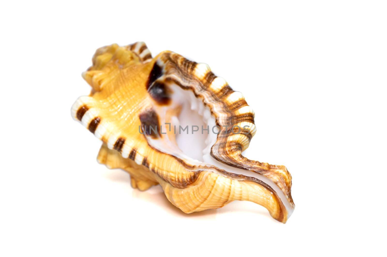 Image of lotoria lotoria sea shells, common name the black-spotted snail or washing bath triton isolated on white background. Sea snail. Undersea Animals. Sea Shells. by yod67