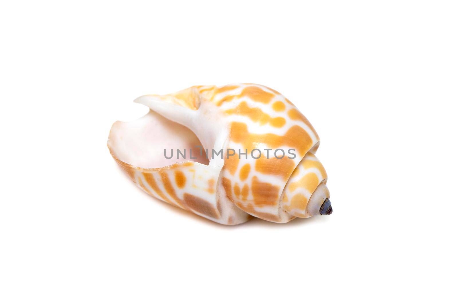 Image of babylonia spirata, common name the Spiral Babylon, is a species of sea snail, a marine gastropod mollusk, in the family Babyloniidae isolated on white background. Sea snail. Undersea Animals. Sea Shells.